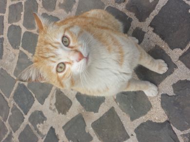 Tom