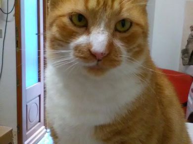 Rodolfo 