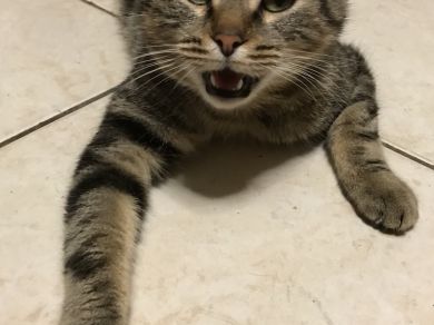 Ciccio