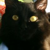 Massimo