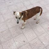 Aisha e Palla Jack pt.8