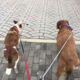 Aisha e Palla Jack pt.9