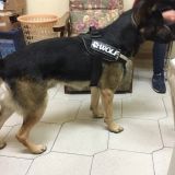 Gli amici di Aisha: Wolf