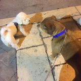 Gli amici di Aisha: Romeo