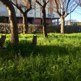 Gatti del quartiere
