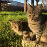 Gatti del quartiere
