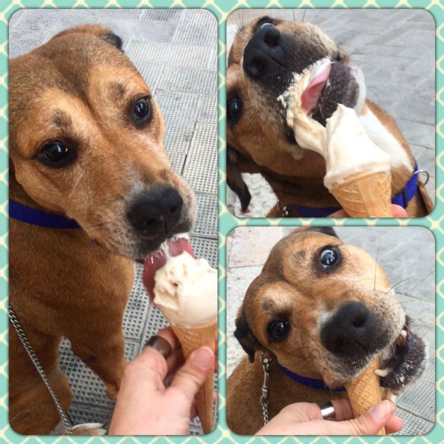 Ad Aisha piace il gelato x cani 