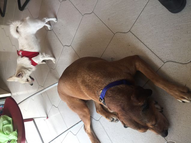 Sissi, amici di Aisha