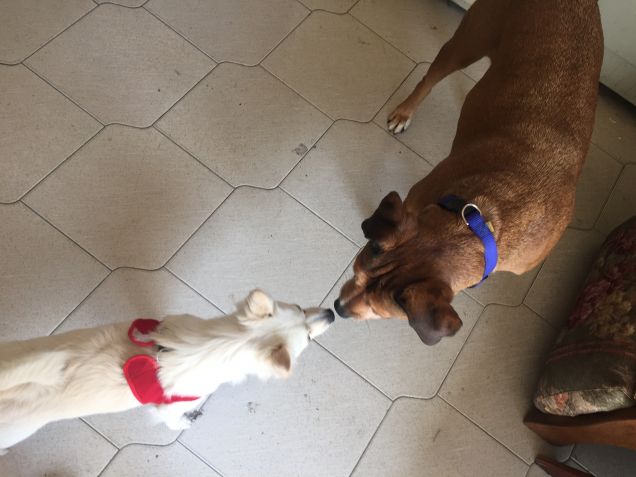 Sissi, amici di Aisha