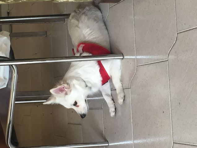 Sissi, amici di Aisha