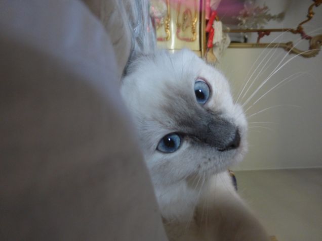 Ho perso le orecchie