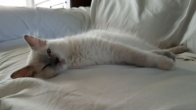 Cosa vuoi? Non vedi che dormo?