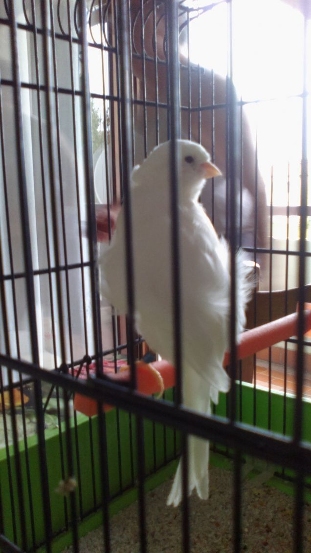 Bianco come il latte