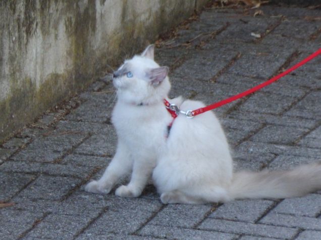 Passeggiata all'aria aperta