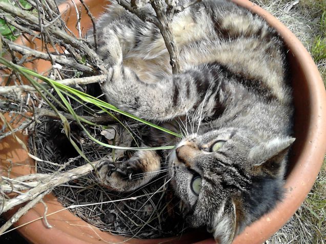 Un giorno primaverile sverzo