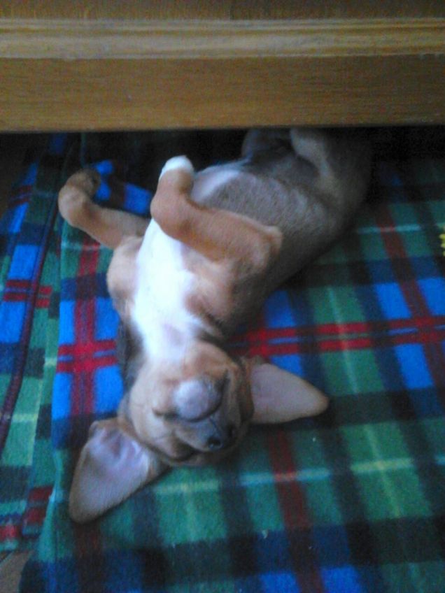 Quando era piccolo sognava di essere un pipistrello