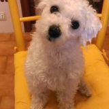 MILENA
