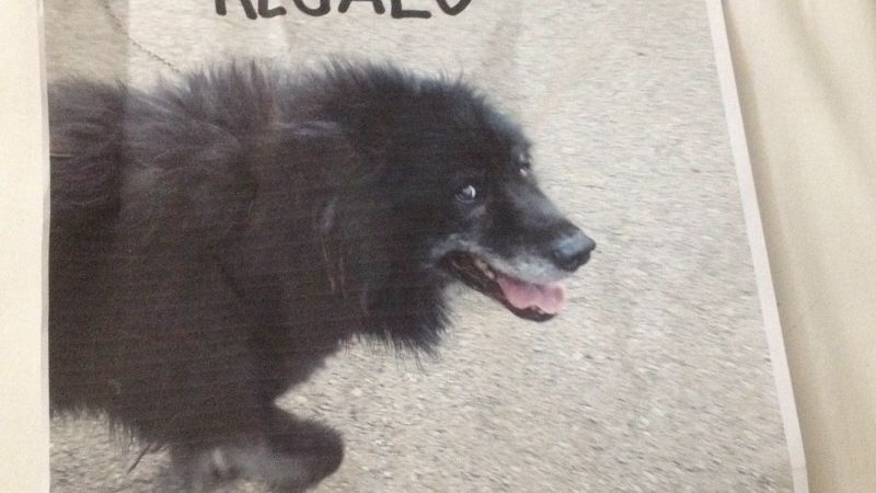 CANE TAGLIA MEDIA, 8 ANNI, BUONISSIMO CARATTERE