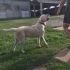 labrador maschio per accoppiamento 