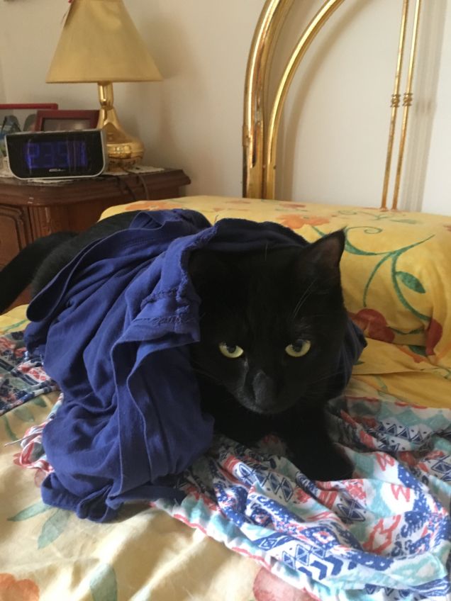 Cucù sono Oreste la piccola peste :-)