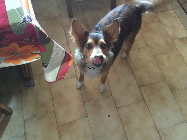 Buono quel biscotto!!!