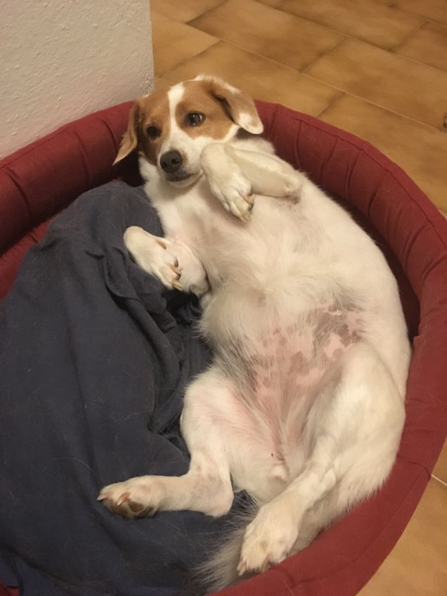 Forse devo dimagrire....