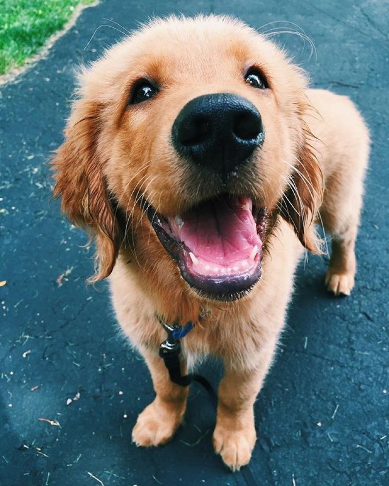 Cerco Golden retriever o labrador 