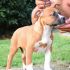 Cucciola American Staffordshire Terrier (NCL-A Clear)