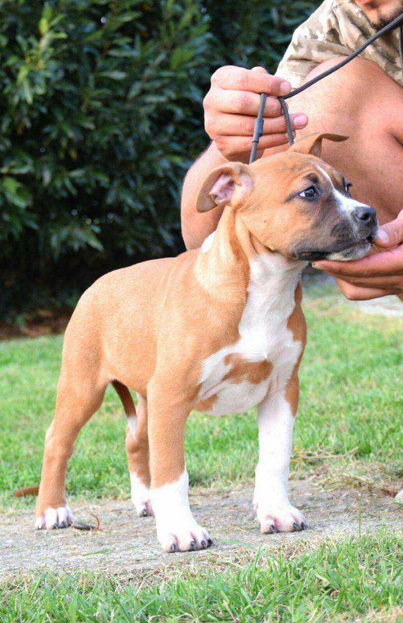 Cucciola American Staffordshire Terrier (NCL-A Clear)