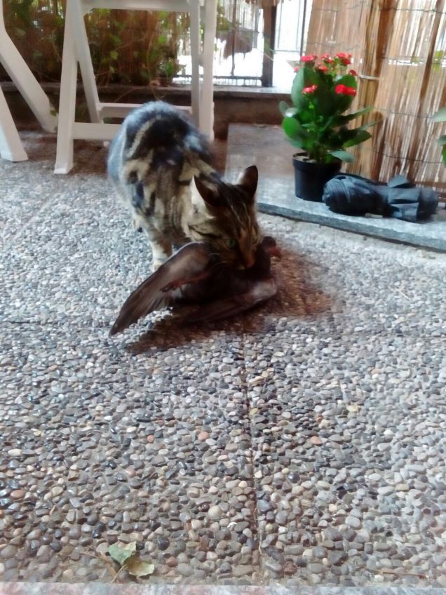 Io sono un cacciatore