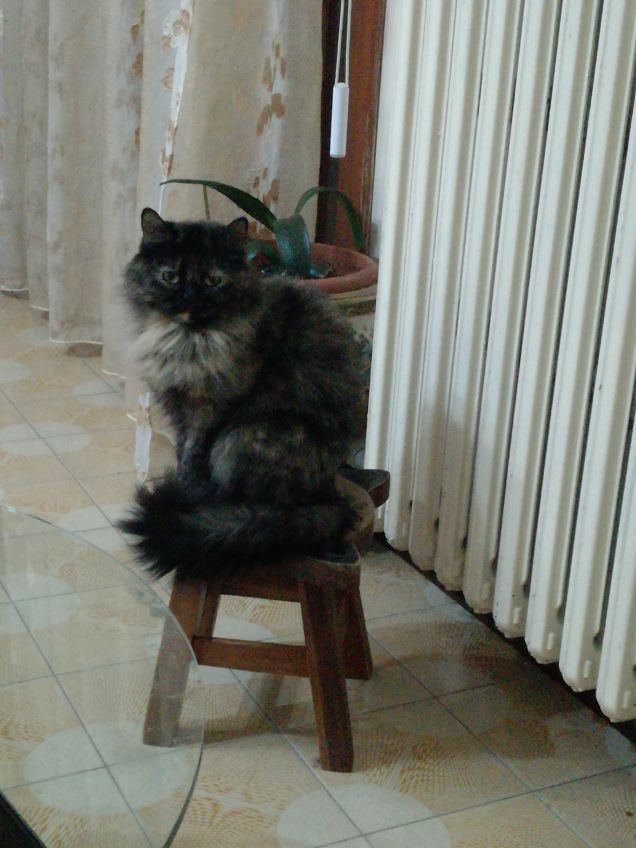 Shira e il suo 'trono'