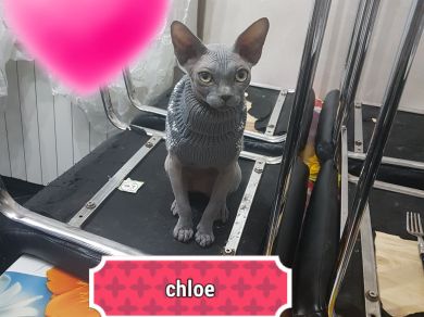 chloe