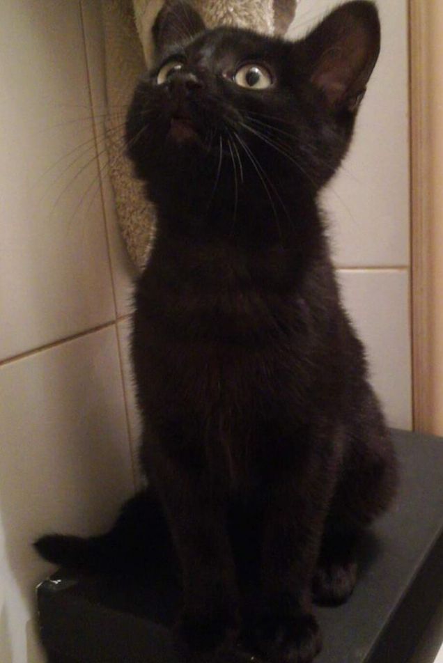 le piccole pantere crescono