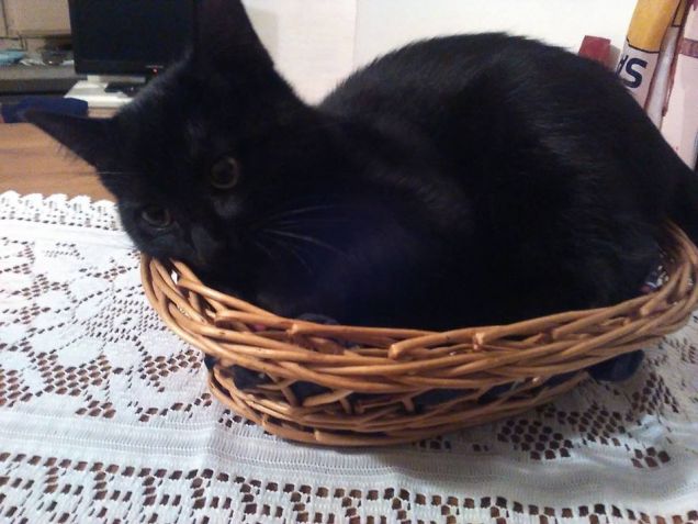 il misetto di ci l'appena combinata