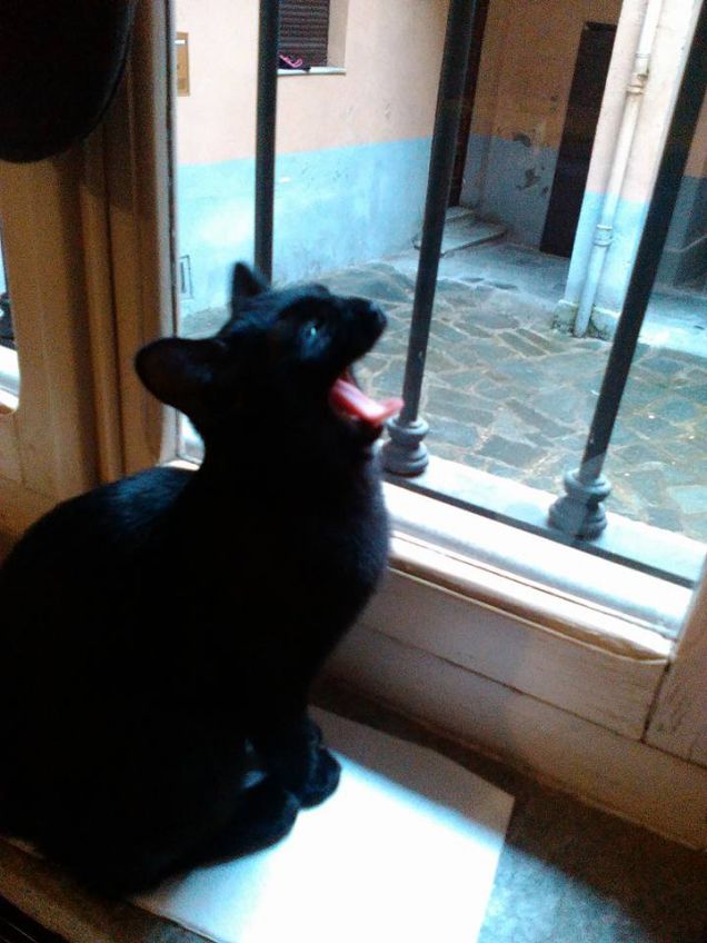 Il ruggito della pantera