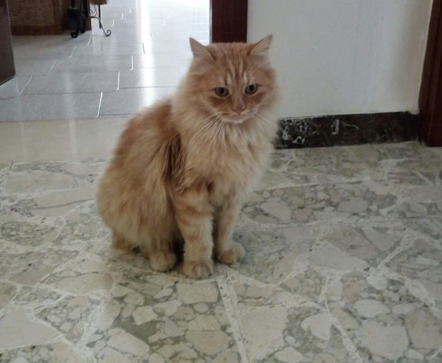 Ulisse