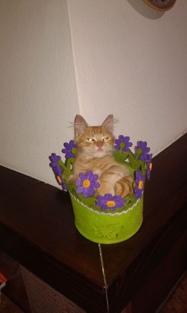 Nel cestino...quando ero cucciolo