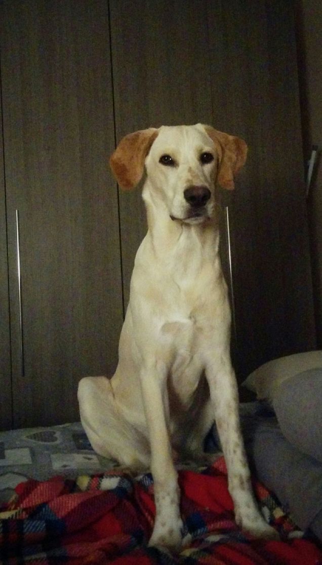 Oscar sempre più bello