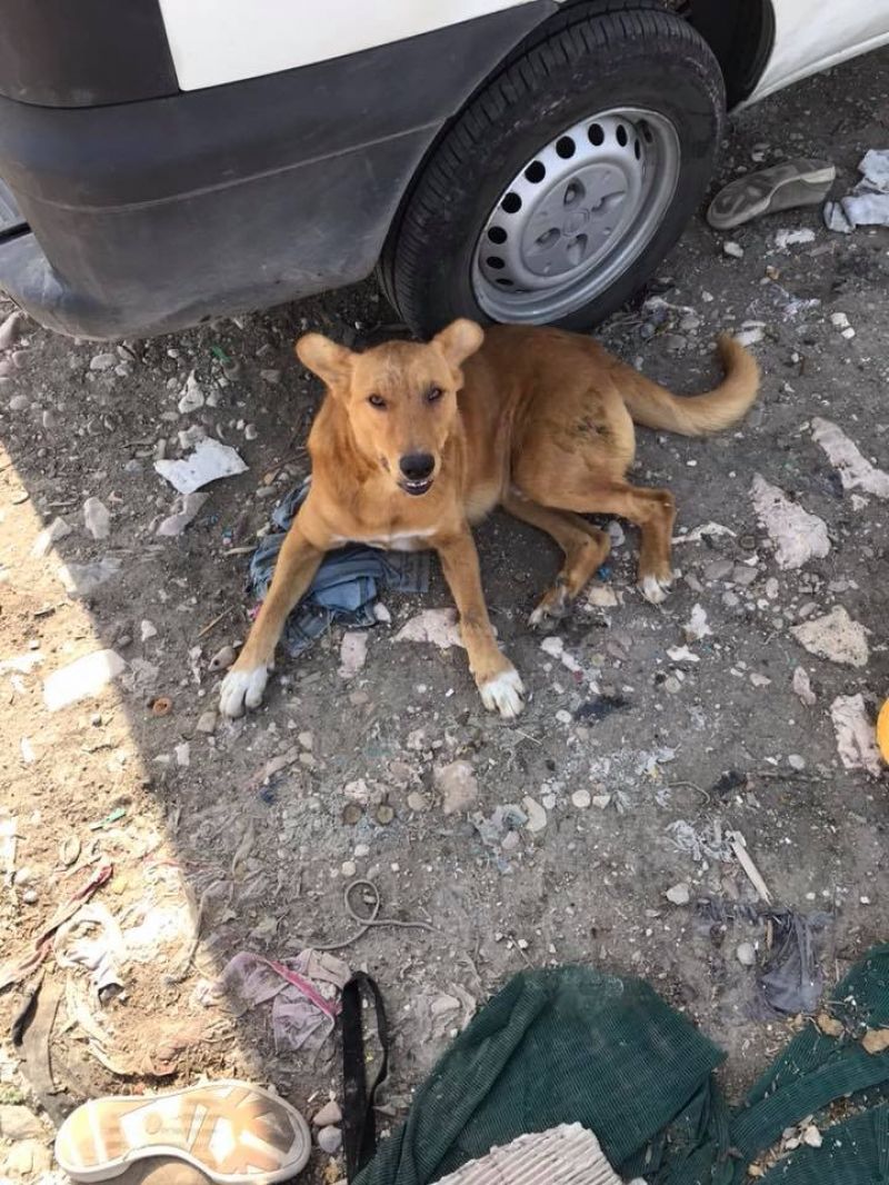 MIKY URGENTE cerca casa