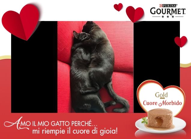 Gatto e Mush