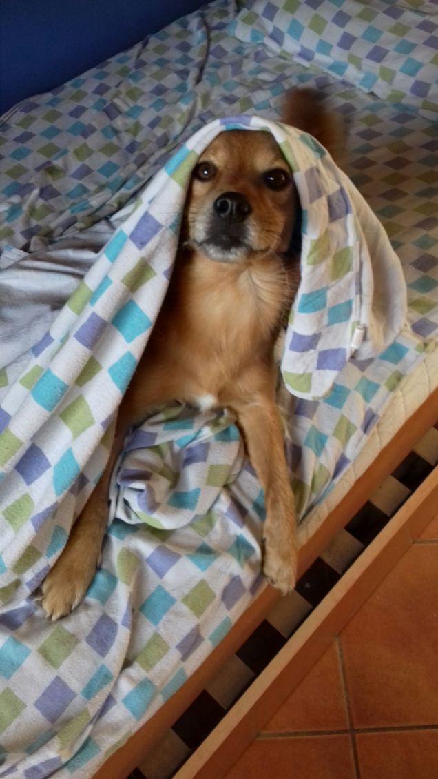 Spike che aiuta nei lavori domestici