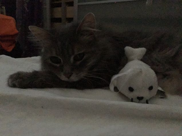 Sugar e il suo peluche