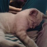 Spigola e Polpetta cuccioli