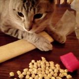 Giornata Mondiale del Gatto! 
