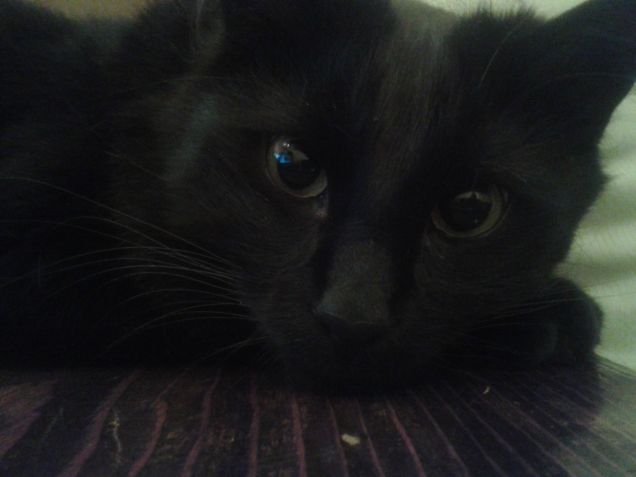 Lo sguardo da pantera