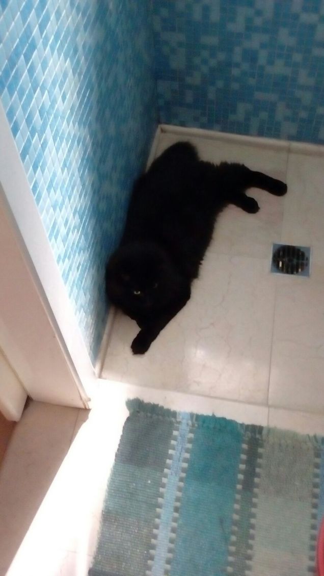 Polpetta nella doccia