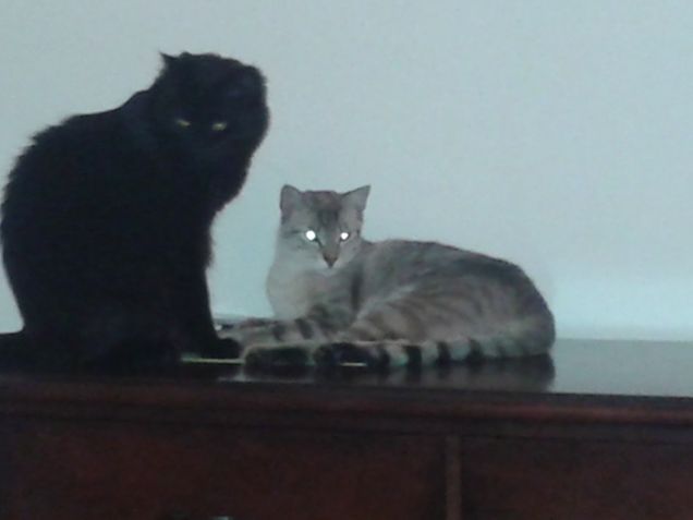 Ogni mobile è una cuccia ;)