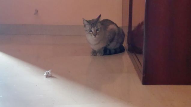 Spigola e le palline