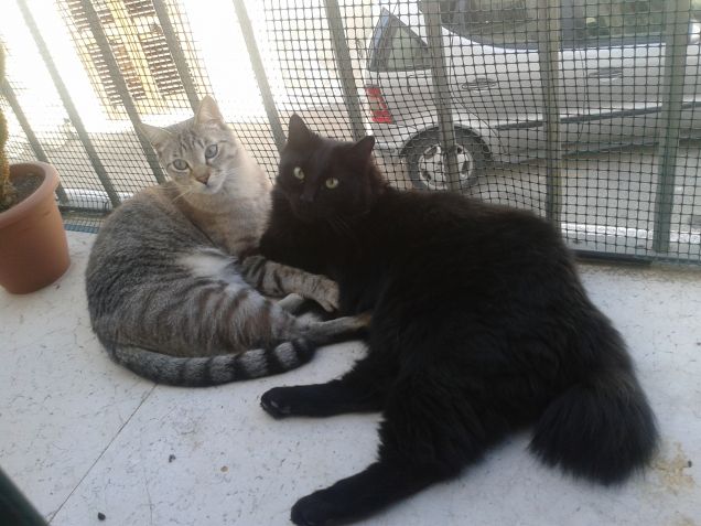 I miei cuccioli Spigola e Polpetta