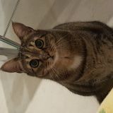 Elisa